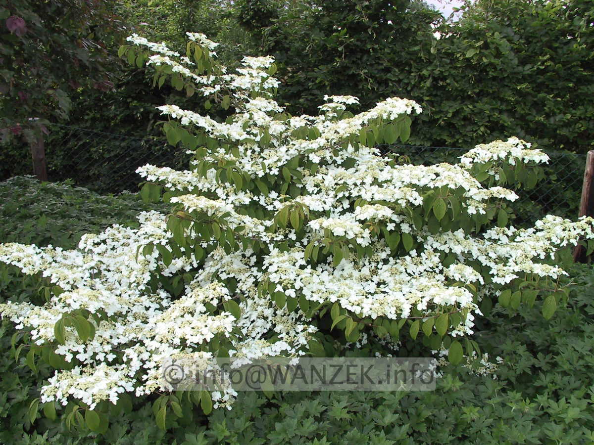 Viburnum plicatum Mariesii 08.JPG